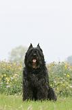 BOUVIER DES FLANDRES 391